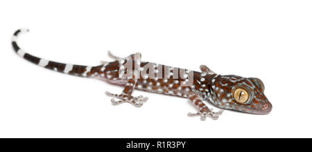 Tokay Gecko Gekko gecko, Portrait, vor weißem Hintergrund Stockfoto