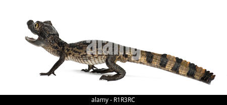 Brillenbär, Caiman crocodilus Caiman, auch als die weißen Caiman oder gemeinsamen Kaiman, 2 Monate alt, gegen weiße Hintergrund bekannt Stockfoto