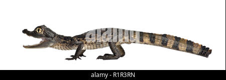 Brillenbär, Caiman crocodilus Caiman, auch als die weißen Caiman oder gemeinsamen Kaiman, 2 Monate alt, gegen weiße Hintergrund bekannt Stockfoto