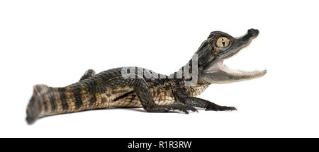 Brillenbär, Caiman crocodilus Caiman, auch als die weißen Caiman oder gemeinsamen Kaiman, 2 Monate alt, gegen weiße Hintergrund bekannt Stockfoto