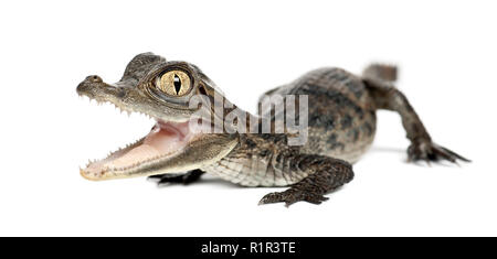 Brillenbär, Caiman crocodilus Caiman, auch als die weißen Caiman oder gemeinsamen Kaiman, 2 Monate alt, gegen weiße Hintergrund bekannt Stockfoto