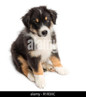 Hohe Aussicht auf einen Australian Shepherd Welpe, 2 Monate alt, sitzt vor weißem Hintergrund Stockfoto