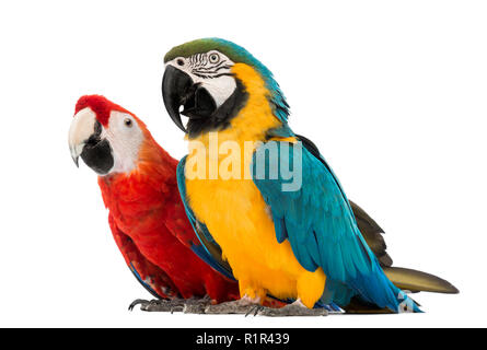 Blau-gelb Macaw, Ara ararauna, 30 Jahre alt, und Green-winged Macaw, Ara chloropterus, 1 Jahr alt, vor weißem Hintergrund Stockfoto