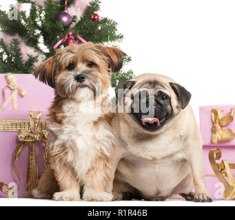 Französische Bulldogge und Kreuzen sitzen vor Weihnachten Dekorationen vor weißem Hintergrund Stockfoto