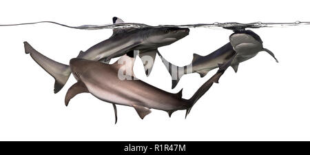 Drei Schwarzspitzen Riffhaie Schwimmen an der Oberfläche des Wassers, Carcharhinus melanopterus, isoliert auf weißem Stockfoto