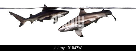 Zwei Schwarzspitzen Riffhaie Schwimmen an der Oberfläche, Carcharhinus melanopterus, isoliert auf weißem Stockfoto