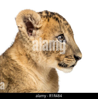 Nahaufnahme einer Lion cub Profil, 7 Wochen alt, isoliert auf weißem Stockfoto