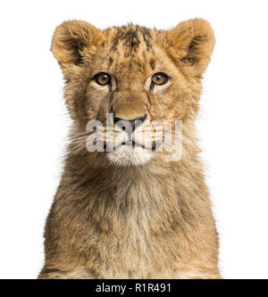 Nahaufnahme einer Lion Cub in die Kamera schaut Stockfoto