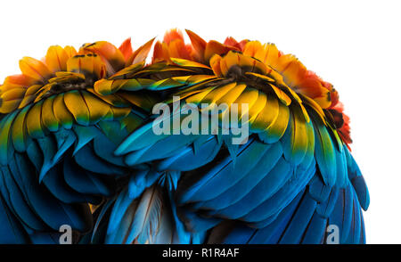 Close-up auf eine hellrote Ara Federn (4 Jahre alt) auf die weiße isoliert Stockfoto