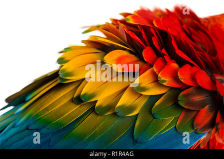 Close-up auf eine hellrote Ara Federn (4 Jahre alt) auf die weiße isoliert Stockfoto