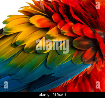 Close-up auf eine hellrote Ara Federn (4 Jahre alt) auf die weiße isoliert Stockfoto