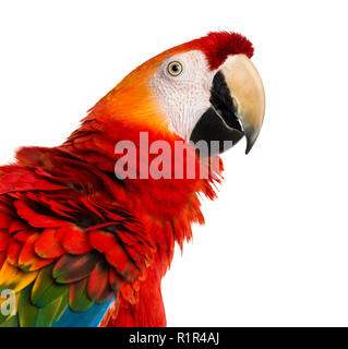 Nahaufnahme einer hellrote Ara (4 Jahre alt) auf die weiße isoliert Stockfoto