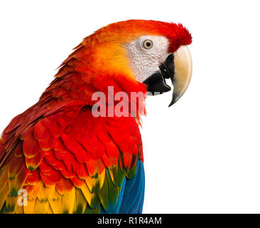 Nahaufnahme einer hellrote Ara (4 Jahre alt) auf die weiße isoliert Stockfoto