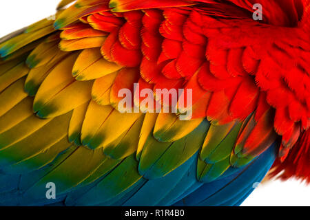 Close-up auf eine hellrote Ara Federn (4 Jahre alt) auf die weiße isoliert Stockfoto