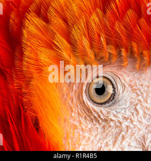 Close-up auf der hellrote Ara Eye (4 Jahre alt) auf die weiße isoliert Stockfoto