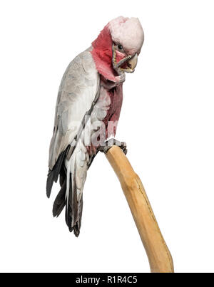 Rose-breasted Cockatoo (2 Jahre alt) thront auf einem Ast, isoliert auf weiss Stockfoto