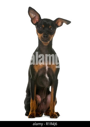Zwergpinscher vor einem weißen Hintergrund sitzen Stockfoto