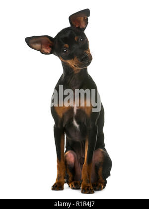 Zwergpinscher vor einem weißen Hintergrund sitzen Stockfoto