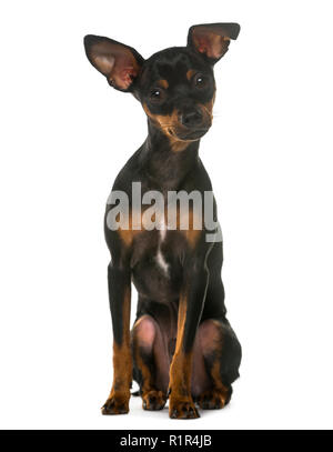 Zwergpinscher vor einem weißen Hintergrund sitzen Stockfoto