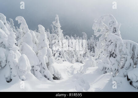 Winterlandschaft mit Wanderweg im Schnee. Wald, in den Bergen. Trübes Wetter. Karpaten, Ukraine, Europa Stockfoto