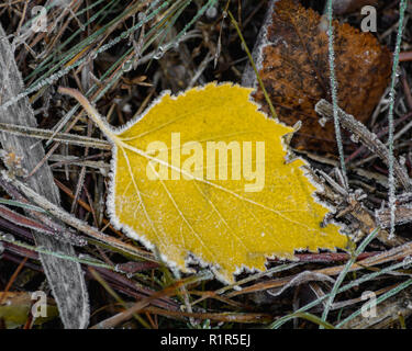 Ein gefallener gelbe Blatt im Frost auf Woodbury Common, East Devon, Südwest-England, Vereinigtes Königreich. Stockfoto