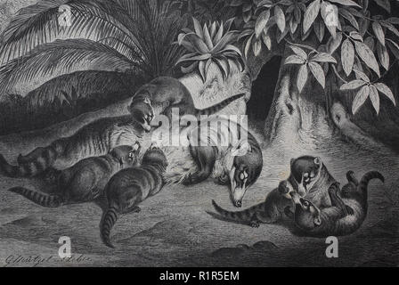 Digital verbesserte Reproduktion, weiße Nase Nasenbär, Nasua narica, auch bekannt als coatimundi ist eine Pflanzenart aus der Gattung der Nasenbär und Mitglied der Familie Procyonidae, Waschbären, original Drucken aus dem Jahr 1880 Stockfoto