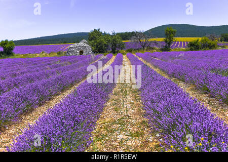 Lavendelfeld und Hütte aus Stein, Ferrassières, Provence, Frankreich Stockfoto