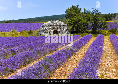 Lavendelfeld und Stone Cottage, Ferrassières, Provence, Frankreich Stockfoto