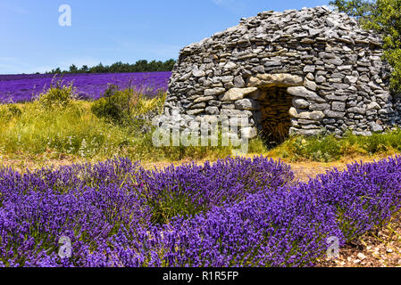 In der Nähe von trockenen Hütte aus Stein in der Provence Lavendelfeld von Ferrassières, Frankreich Stockfoto