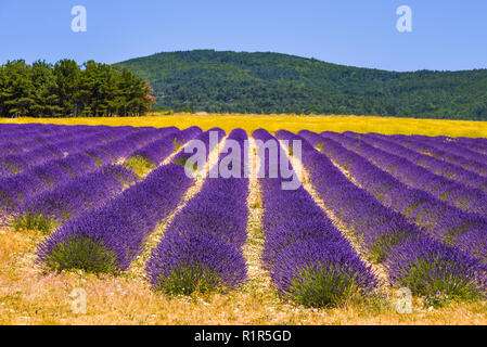 Lavendelfeld mit hügeliger Landschaft, Dorf Ferrassières, Provence, Frankreich Stockfoto