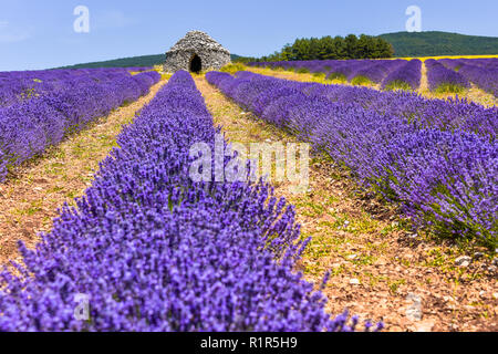 Lavendelfeld mit trockenen Stone Cottage Borie, Ferrassières, Provence, Frankreich Stockfoto