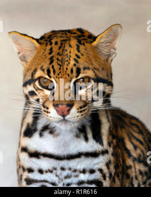 Ocelot Leopardus pardalis Portrait (Captive) Stockfoto