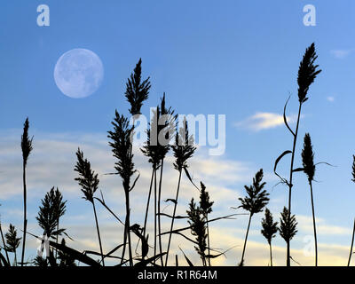 Schilf Phragmites communis und aufgehenden Mond Stockfoto