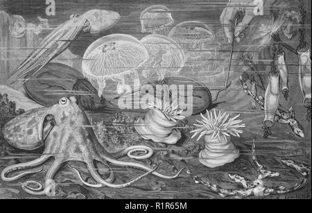 Digital verbesserte Reproduktion, Actinia Fütterung im Aquarium, original Drucken aus dem Jahr 1880 Stockfoto