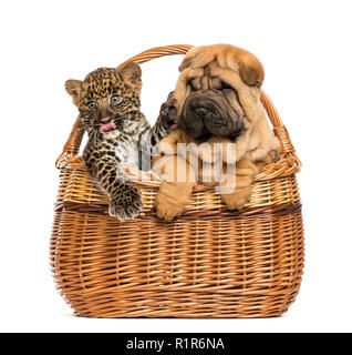 Sharpei Welpen und spotted Leopard Cub in einem Weidenkorb, isoliert auf weißem Stockfoto