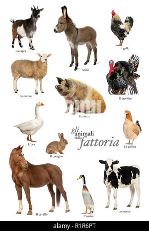 Pädagogische poster Mit farm animal in Italienisch Stockfoto