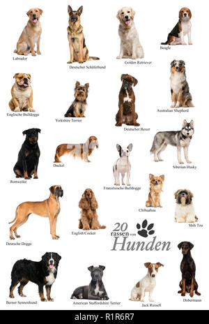 Hunderassen Plakat in deutscher Sprache Stockfoto