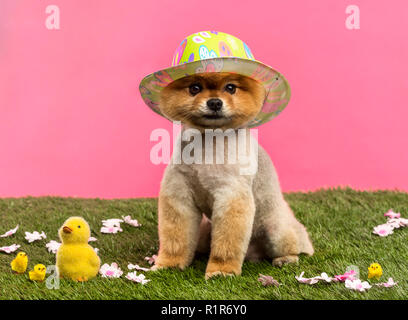 Pomeranian Hund trägt einen bunten Hut und Sitzen im Gras mit Blumen und Küken vor einem rosa Hintergrund gepflegt Stockfoto