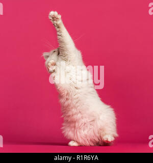 Vorderansicht eines Birman Cat spielt, scharren, auf rosa Hintergrund Stockfoto