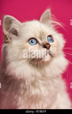 Nahaufnahme einer Birman cat, Suchen, auf rosa Hintergrund Stockfoto