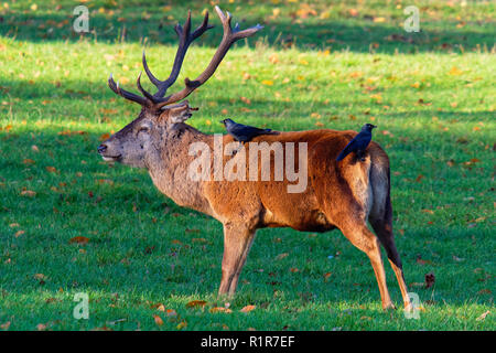 Red Deer stag im Herbst Sonne mit zwei Rabenkrähen auf seiner Rückseite Stockfoto