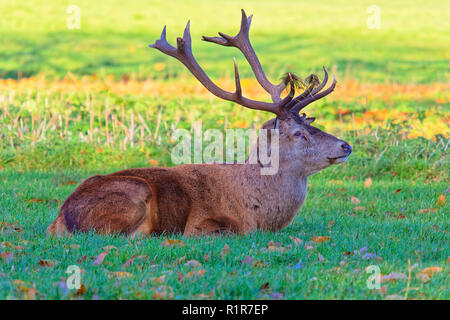 In der Nähe des Red Deer Hirsch, zur Festlegung mit Gras auf seinem Geweih Stockfoto