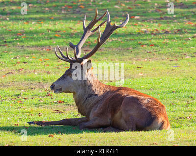 In der Nähe des Red Deer stag zur Festlegung, Kopf, im Herbst Sonne Stockfoto