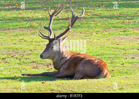 Rote Liebe Hirsch zur Festlegung im Herbst Sonnenschein Stockfoto