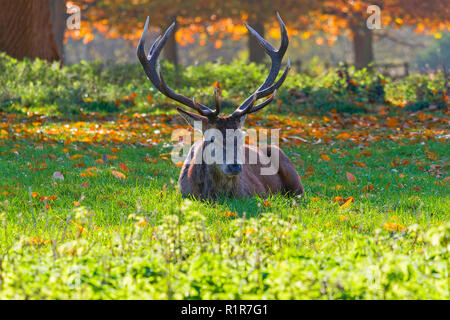 Red Deer Hirsch, Festlegung in der Sonne direkt in die Kamera schaut gegen einen Herbst Hintergrund Stockfoto