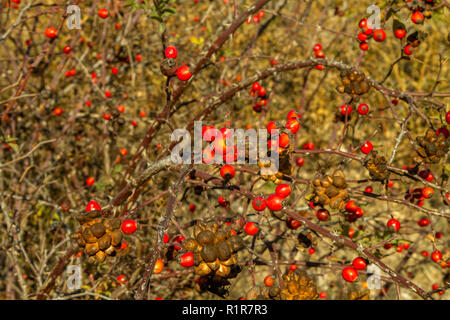 Das Bild der roten Rose Beeren auf der Bush im Herbst Stockfoto