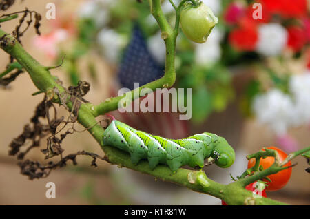 Hornworm essen Garten Tomaten Pflanzen Stockfoto