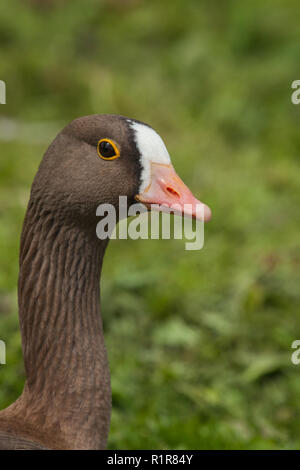 Lesser white-fronted goose (Anser erythropus). Auge geschlossen. Markante helle gelbe Felgen erkennbar. Stockfoto