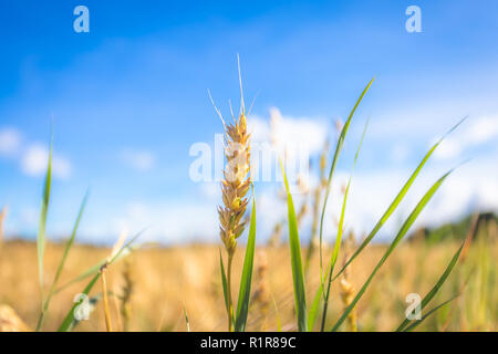 Finnische Weizenfeld. Kajaani, Finnland Stockfoto