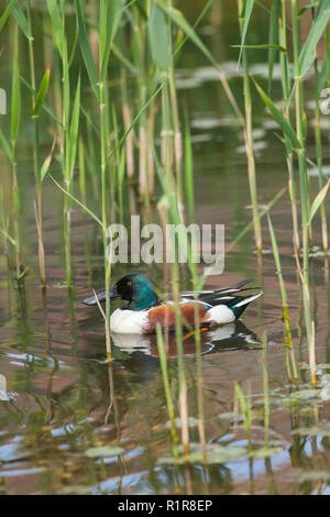 Northern Shoveler (Anas Clypeata). Drake oder männlich. Erwachsene, Zucht Gefieder. Stockfoto